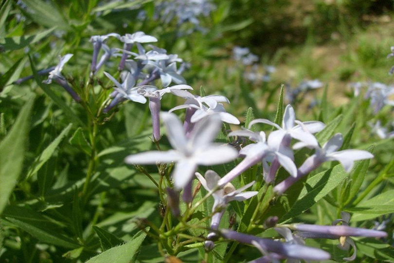 Biyoçeşitliliği Koruma Projesi