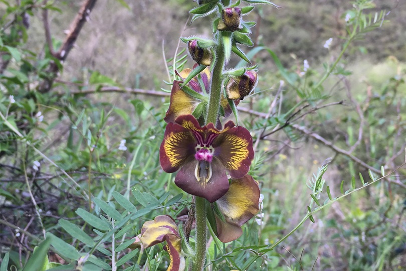 Biyoçeşitliliği Koruma Projesi