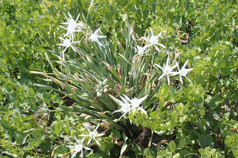 Biyoçeşitliliği Koruma Projesi